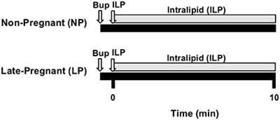 Intralipid fails to rescue bupivacaine-induced cardiotoxicity in late-pregnant rats